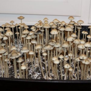 Panaeolus Cambodginiensis1.jpg
