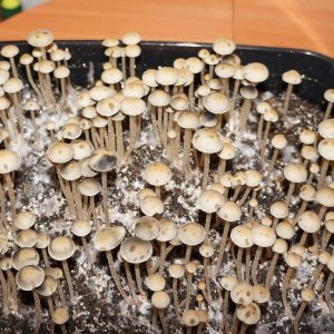 Panaeolus Cambodginiensis2.jpg