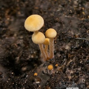 Panaeolus Ямайка начало