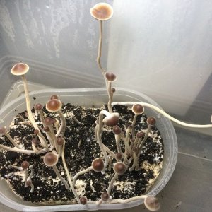 psilocybe tampanensis