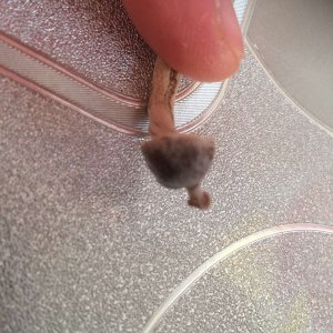 psilocybe tampanensis.jpg