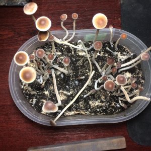 Psilocybe tampanensis 01001.jpg