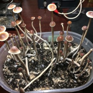 Psilocybe tampanensis 02020.jpg