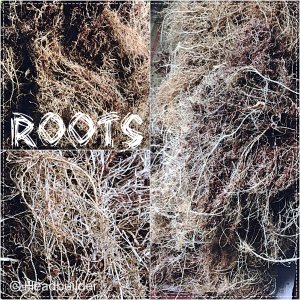 Collage_FotorRoots_Fotor.jpg
