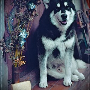 _DSC4426_FotorMalamoot2.jpg