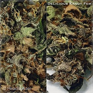 DeliciousKandy