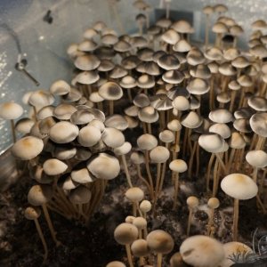 Panaeolus Jamaica 1.jpg