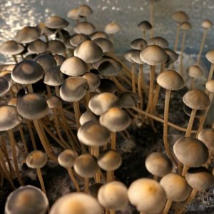 Panaeolus Jamaica.jpg