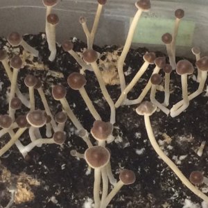 psilocybe tampanensis