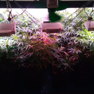 Box 1m2 7days 12\12