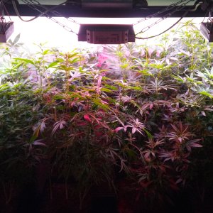 2 week 12\12 Box 1m2