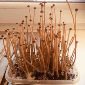 psilocybe tampanensis