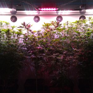 4 week 12\12 Box 1m2