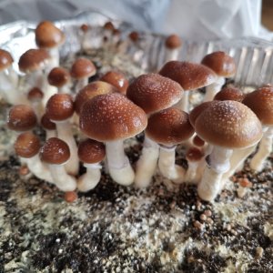 pc. cubensis вкусный стренй.jpg