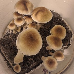 Plantasia Mystery.jpg