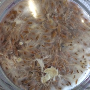 Psilocybe Galindoi.JPG