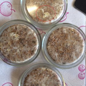 Psilocybe Galindoi  1.JPG