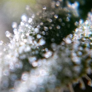 75 days White Widow
