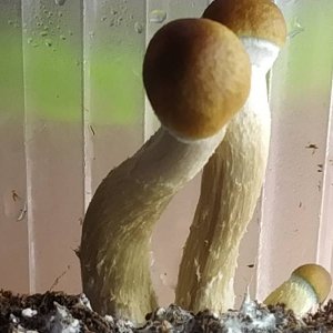cubensis.jpg