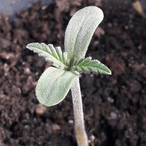 Дядя Фестер Seeds from GreenOM