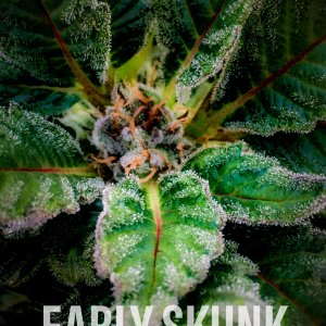 Early Skunk Fem