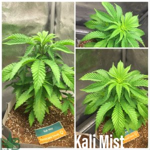 Kali Mist