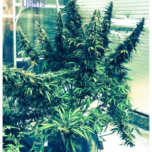 Northern Lights Auto
