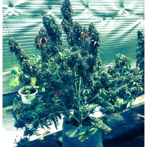Auto Amnesia