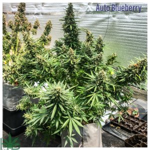 Auto Blueberry