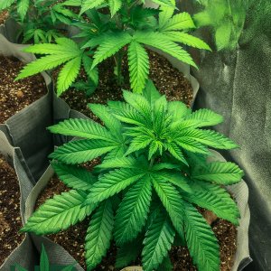 Psychedelic Bulk Seeds