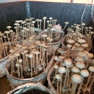 Panaeolus Jamaica.jpg