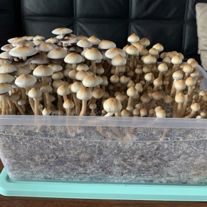 1403705511_.jpeg