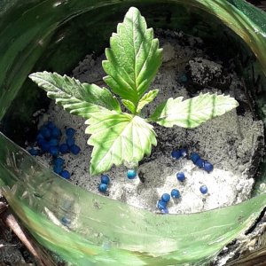 White Widow FAST Feminised Seeds from (Seedsman)