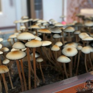 Panaeolus Cambodginiensis +.jpg