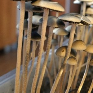 Panaeolus Cambodginiensis.jpg