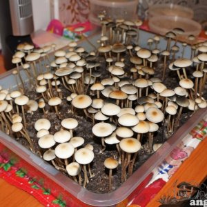 Panaeolus Cambodginiensis++.jpg