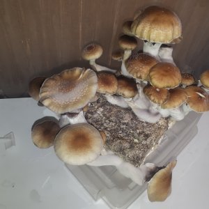 кубы мексиканцы