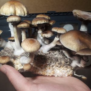кубы мексиканцы