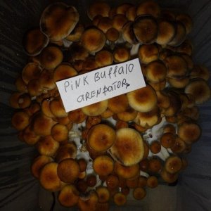 PB1.jpg