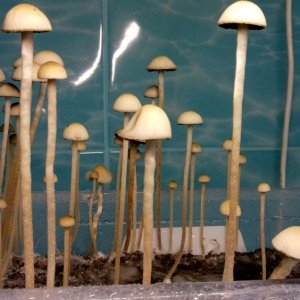 Panaeolus Jamaica1.jpeg
