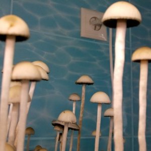Panaeolus Jamaica.jpeg