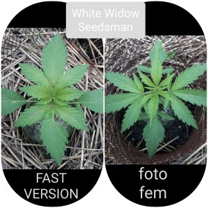 White Widow(Seedsman)