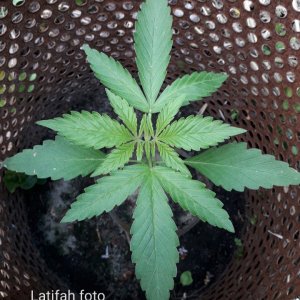 Latifah foto fem(Seeds from GreenOM).