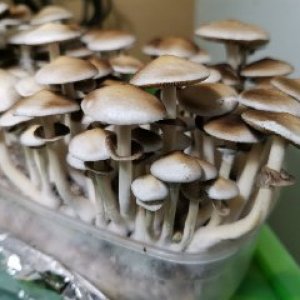 9bb281e7-6f26-443d-81e1-21d5977527e9.jpg