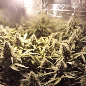 auto white widow.jpg