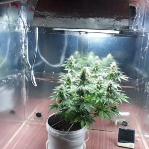 sour diesel.jpg