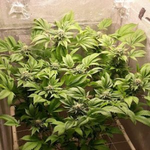 jack herer.jpeg