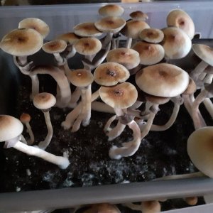 cubensis.jpg