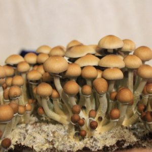 b0c5519d-2115-4470-94ce-b655b88bc337.jpg