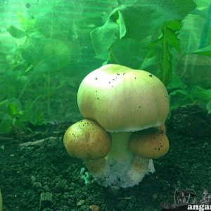 кубенсисы 4.jpg